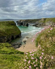 the beach is covered in green grass and pink flowers