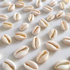 some shells are laying on a white surface