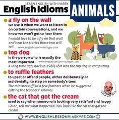 english idioms with animals and other things to learn in the classroom for kids