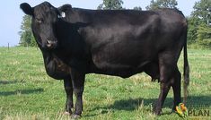 a black cow standing on top of a lush green grass covered field with trees in the background