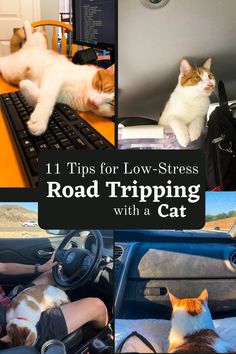 Road Trip With Cats Tips, Traveling With A Cat Road Trips, How To Travel With A Cat, Traveling With Cats In Car Road Trips, Road Trip With Cat, Traveling With Cats In Car, Cat Must Haves