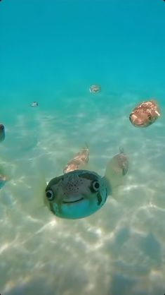 a group of fish swimming in the ocean