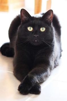 a black cat is laying on the floor looking at the camera with one eye open