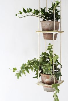 three potted plants are hanging from a rope