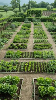 an outdoor vegetable garden with lots of green plants