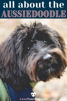 a black dog with the words all about the aussiedoodle