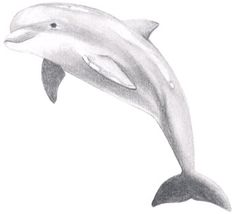 a drawing of a dolphin jumping in the air