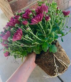 a hand holding a plant with purple flowers