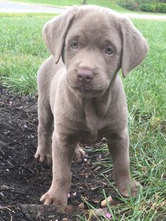 a brown puppy is walking in the grass