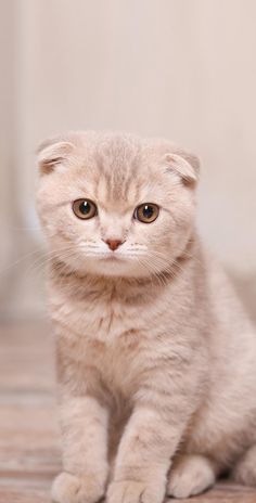 a small kitten sitting on top of a wooden floor