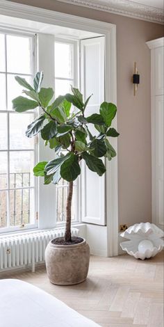 a potted plant sitting on top of a wooden floor next to a window in a bedroom