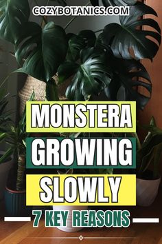 monstera growing slowly 7 key reasons