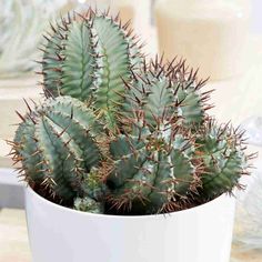 a small cactus in a white pot on a table