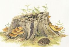 a drawing of a hedgehog sitting in front of a tree stump with mushrooms growing out of it