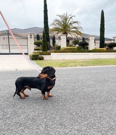 a small black and brown dog standing on top of a street next to a red leash