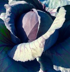 a large purple flower with green leaves on it