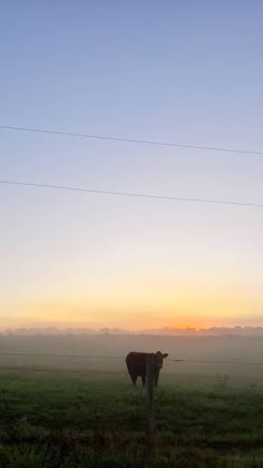 a cow standing on top of a lush green field next to a power line covered in fog