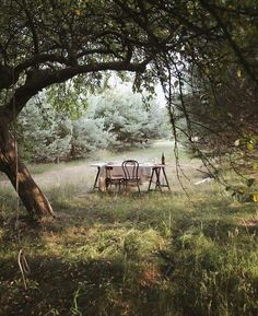 an outdoor table and chairs in the middle of a field under a large shade tree