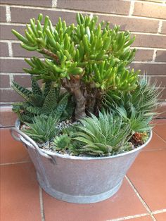 a potted plant sitting on top of a tiled floor