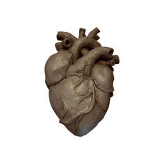 an image of a human heart on a white background