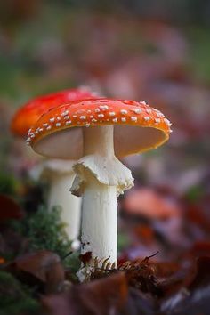 an orange and white mushroom sitting on top of leaf covered ground next to grass,