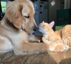 a dog and cat are sitting together on the floor looking at each other with their eyes closed