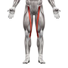 the muscles are highlighted in this image, and they have red lines on their backs