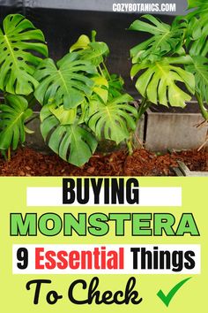 some plants with the words buying monstera essential things to check