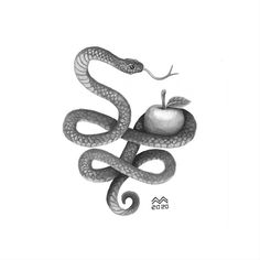 a pencil drawing of an apple and snake