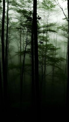 fog in the forest with trees and birds