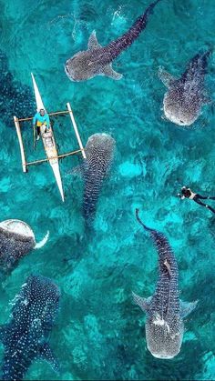 a group of people riding on the back of a boat surrounded by whale's