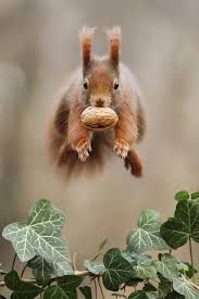 a squirrel flying through the air with a nut in it's mouth and looking at the camera