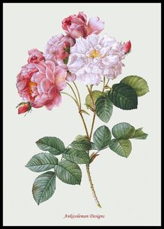 two pink and white flowers with green leaves