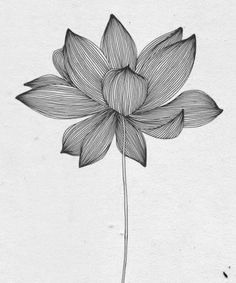 Abstract Lotus Tattoo, Abstract Sketches Pencil, Line Plant Drawing, Lotus Zentangle, Lotus Line Drawing, Lotus Line Art, Sketch Vs Final, Candle Drawing, 심플한 그림