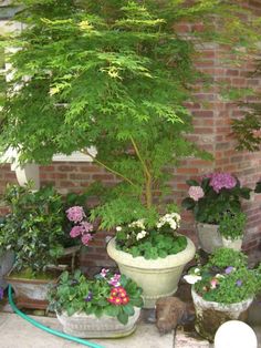 several potted plants and trees in front of a brick wall with water hose attached to them