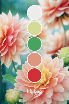 flowers with different colors arranged in the middle