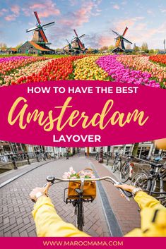 the windmills and flowers in amsterdam with text overlay reading how to have the best amsterdam layover