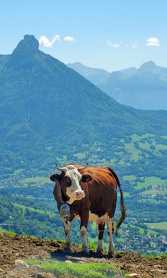 a brown and white cow standing on top of a lush green hillside with mountains in the background