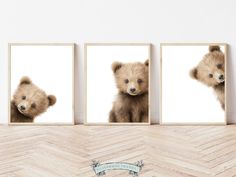 three pictures of brown teddy bears in different frames on a wooden floor next to a white wall