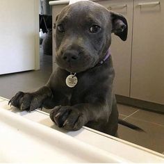 a black dog sitting on top of a counter next to a sink