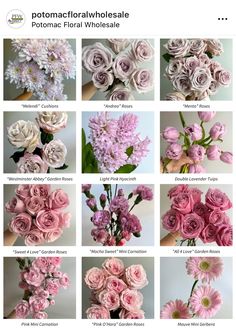 a bunch of pink flowers that are in different stages of blooming and being displayed