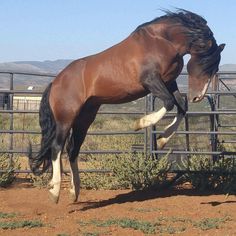 a brown horse jumping over a fence in the dirt with it's front legs up