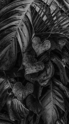 black and white photograph of palm leaves with heart shapes on the top, taken from above