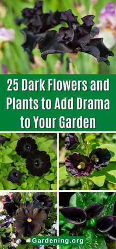 flowers and plants with the title 25 dark flowers and plants to add drama to your garden