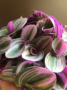 purple and green flowers are in a vase