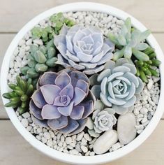 there are three succulents in the bowl on the table