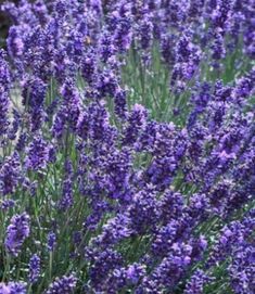 lavender flowers are blooming in the garden