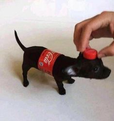 a small black dog with a bottle on it's head being fed by a person