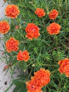 some orange flowers are growing in the grass