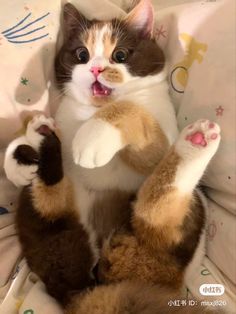 a brown and white cat sitting on top of a bed with its paws in the air